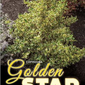COPROSMA 'Golden Star'