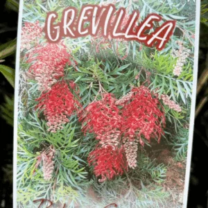 GREVILLEA hybrid 'Robyn Gordon'
