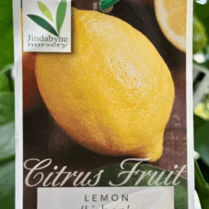 CITRUS Lemon 'Lisbon'