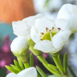 CHAMELAUCIUM 'Grace'