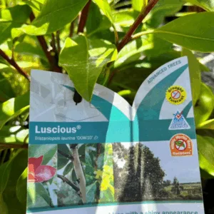TRISTANIOPSIS laurina 'Luscious' (Water Gum)