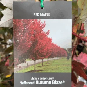 ACER x freemanii ‘Autumn Blaze' (Freeman Maple)
