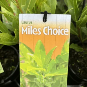 LAURUS nobilis 'Miles Choice'