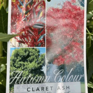 FRAXINUS angustifolia 'Raywood' (Claret Ash)