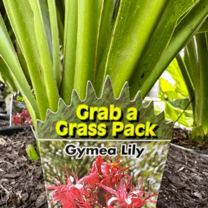 DORYANTHES excelsa (Gymea Lily)