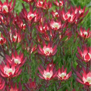 LEUCADENDRON 'Devils Blush'