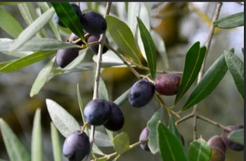 OLEA europaea (Olive)