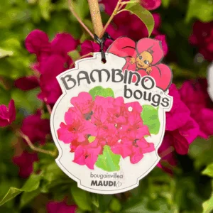 BOUGAINVILLEA Bambino 'Maudi'
