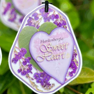 HARDENBERGIA violacea 'Sweet Heart'