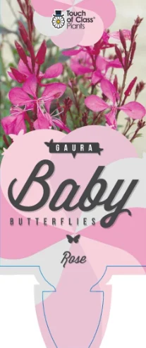 GAURA 'Baby Butterflies Rose'