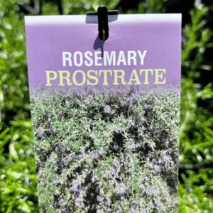 ROSMARINUS officinalis 'Prostrate' (Rosemary)