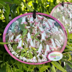PANDOREA pandorana 'Springbrook Belle'
