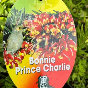 GREVILLEA 'Bonnie Prince Charlie'