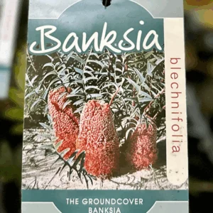 BANKSIA blechnifolia