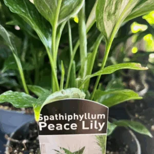 SPATHIPHYLLUM 'Domino'