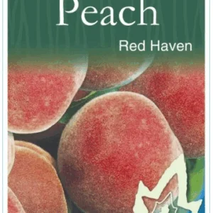 PEACH 'Red Haven'