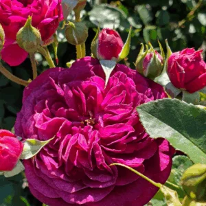 Bush Rose Variety's PBR