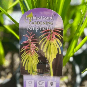 KNIPHOFIA rufa ‘Rasta’