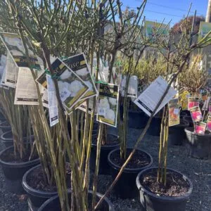 3ft Rose Variety's (Bare Root)