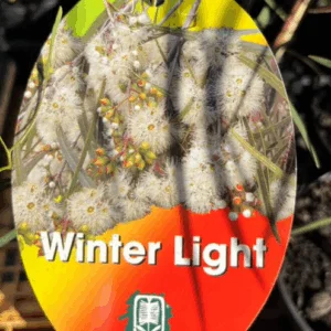 EUCALYPTUS viridis 'Winter Light' (Dwarf)