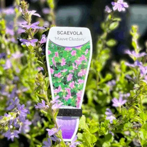 SCAEVOLA aemula 'Mauve Clusters'