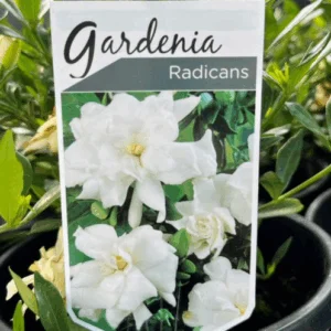 GARDENIA augusta 'Radicans'
