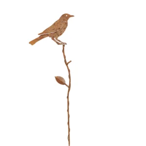 Branch merican Robin