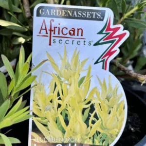 LEUCADENDRON 'Inca Gold'