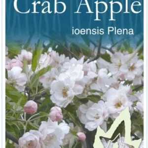 MALUS 'Ioensis Plena' (Crab Apple)