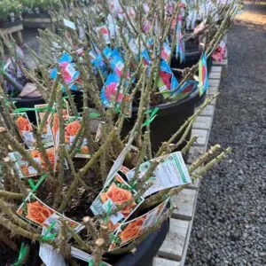 ROSE Bare Root Bush Form