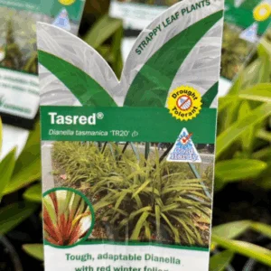 DIANELLA 'Tasred' 'TR20' PBR