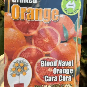 CITRUS Orange 'Blood Navel Cara Cara'