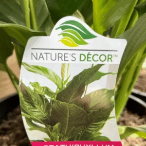 SPATHIPHYLLUM 'Sweet Romano'