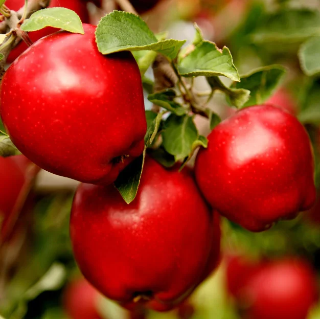 APPLE 'Red Delicious'
