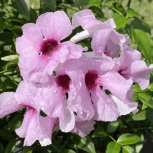 PANDOREA jasminoides 'Pink Magic'
