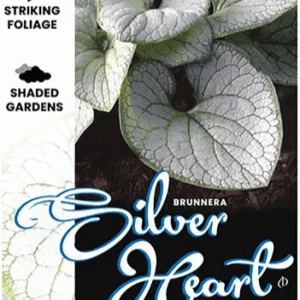BRUNNERA ‘Silver Heart’