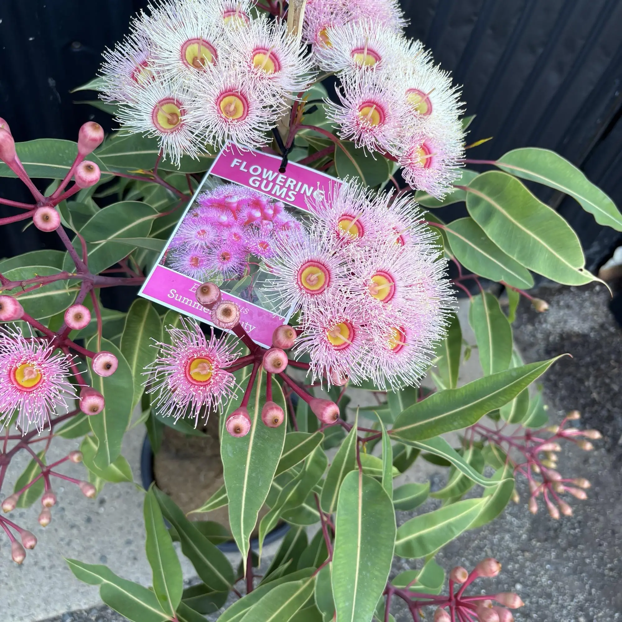 CORYMBIA ficifolia 'Summer Beauty'