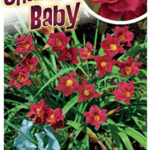 HEMEROCALLIS 'Cranberry Baby' (Daylily)