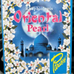 RHAPHIOLEPIS 'Oriental Pearl'