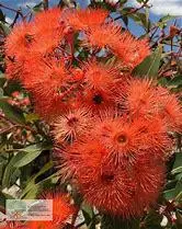 CORYMBIA ficifolia grafted 'Baby scarlet'