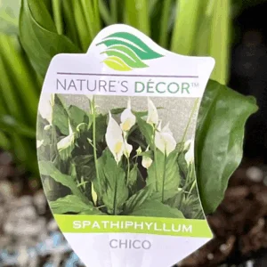 SPATHIPHYLLUM 'Sweet Chico'