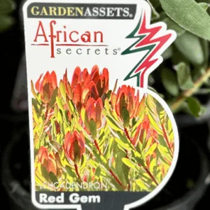 LEUCADENDRON 'Red Gem'