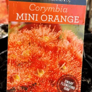 CORYMBIA ficifolia 'Mini Orange'