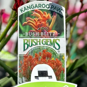 ANIGOZANTHOS 'Bush Blitz' (Kangaroo Paw)