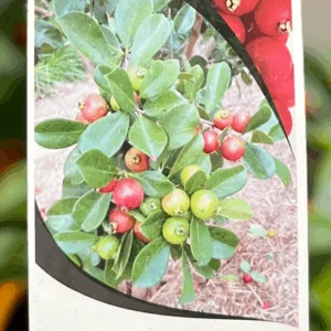 PSIDIUM 'Strawberry Guava'