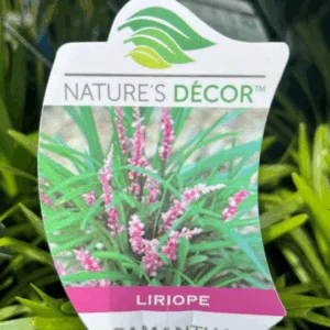 LIRIOPE muscari 'Samantha'