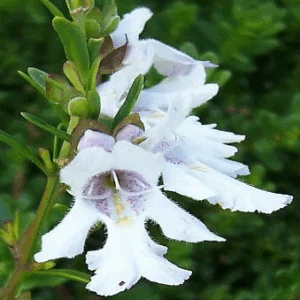 Prostanthera saxicola 'Montana'