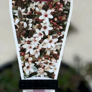 MYOPORUM parvifolium 'Purpurea'
