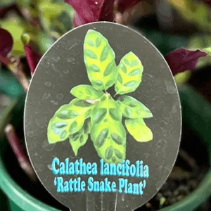CALATHEA insignis (Rattlesnake Plant)
