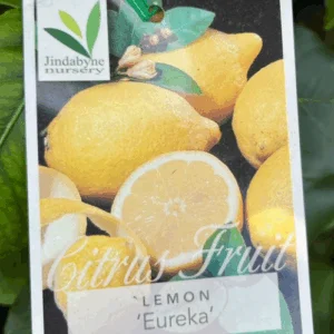 CITRUS Lemon 'Eureka'